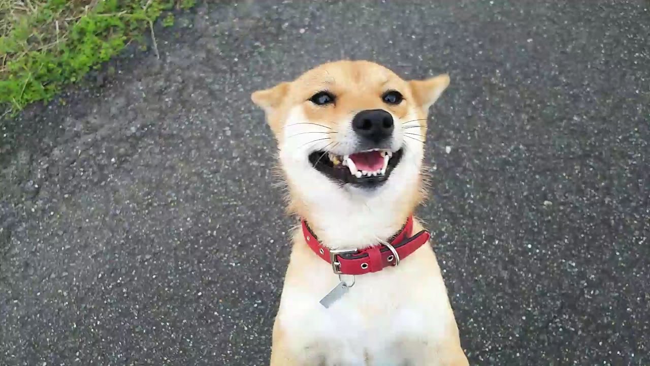 【動画】会いに行けるアイドル！近所の犬たちがかわいい！のサムネイル画像