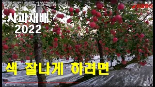 [사과재배] 후지 색깔 잘 나게 하려면 / 장병국 과원 10.19