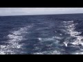 950 Lb Blue Marlin Crash Teaser Bite