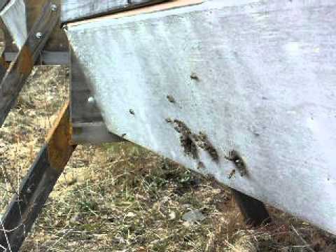 Vårkänslor för en biodlare