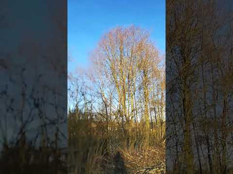 ŚPIEW PTAKÓW KOS, SKOWRONEK,DUDEK,GOŁĄB ETC O PORANKU WIOSNA 2023 WSZYSTKO POWOLI BUDZI SIĘ DO ŻYCIA