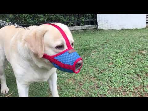 Comfortabele verstelbare muilkorf / muilband voor honden