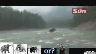 Un mammouth vivant a été filmé en Sibérie