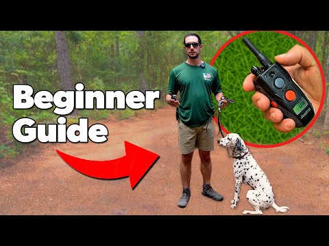 E Collar Training: A Beginner's Guide to Safe & Effective Use