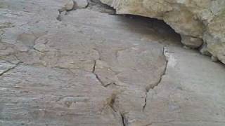 Elite Land Tours - Killer Chuckwallas!!