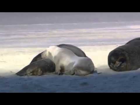 Pesisleiri_18.11.2014 14:08:31