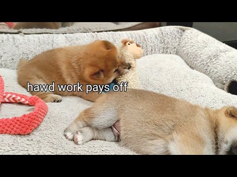 Salami Training Hard to Beat her Bro