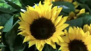 69 - Desire (Hana-Bi)