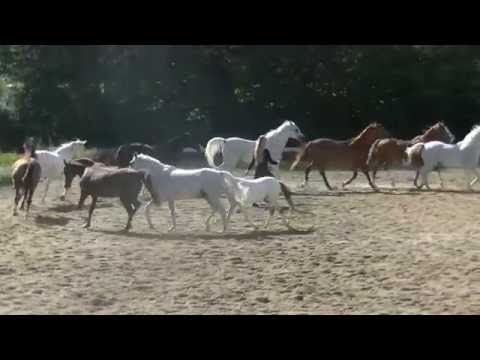 Sylvie Willms HorseShow - Liberty with 11 horses