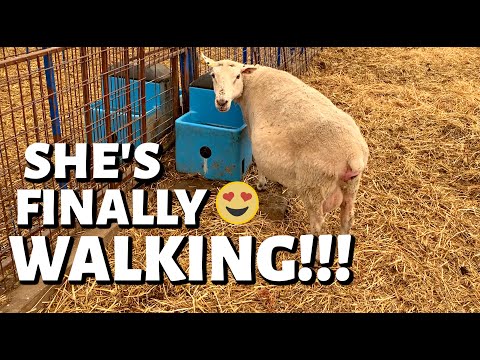 An unfortunate set of quintuplets and MY DOWN EWE WALKS FOR THE FIRST TIME!!😍(DAY 3): Vlog 265