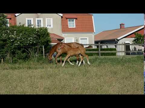 Ridges Vindemiatrix e Vitalis - Belissimo.