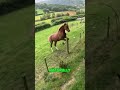 Wild Horse Wants Adventure