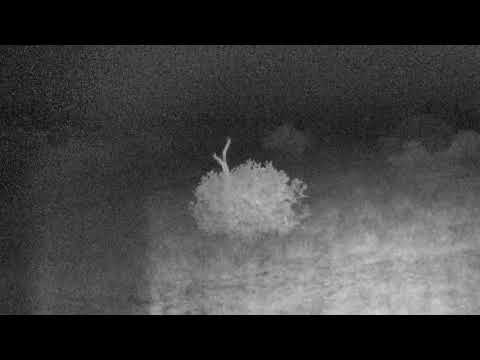 Djuma: Hyenas whooping and moving about: wonder what they are up to? - 02:02 - 06/10/18