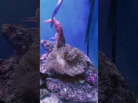 イソギンチャクの増やし方は？なぜ、どのように分割するのでしょうか?  庭園