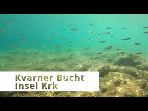 Schnorcheln in Kroatien 2021