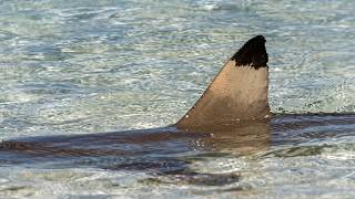 Sharks of New Caledonia - The Real Masters of the Lagoon