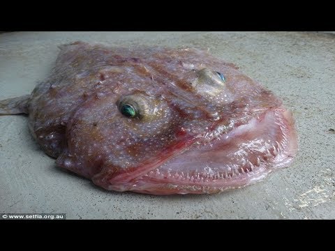 Čudna Riba iz Dubina Uhvaćena u Australiji