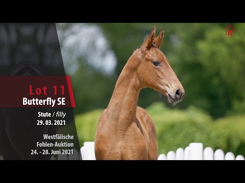 Westfälische Fohlen-Auktion Lot 11 Buttefly SE Stute v. Baccardi's Best - Sandreo