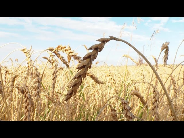 Вопреки капризам природы
