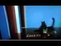 Dinoco S All Mine Upgraded Version Cats German Language