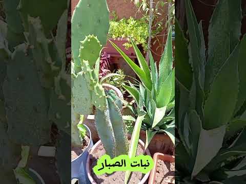 🌵🌵عالم الصبار🪴🌵