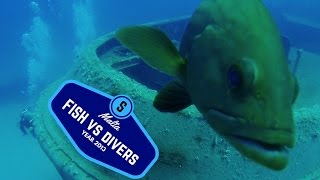 Wreck Guard - Fish vs Divers in Malta