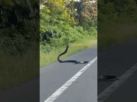#KING COBRA Near Nimti Alipurduar WEST BENGAL