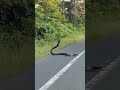 KING COBRA Near Nimti Alipurduar WEST BENGAL