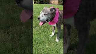 Video preview image #1 American Pit Bull Terrier Puppy For Sale in Rootstown, OH, USA