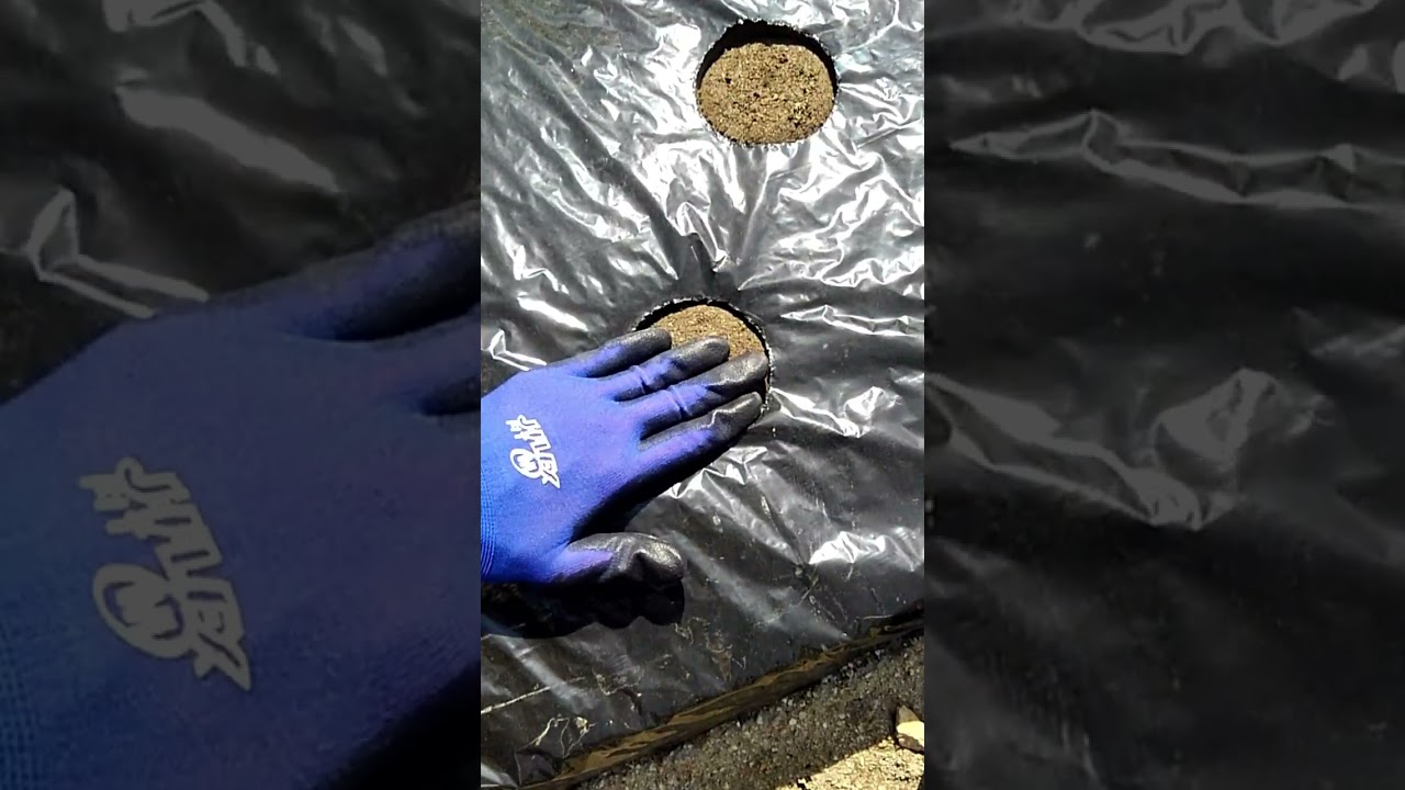 サニーレタスの種まき（リーフレタスの種の蒔き方） #shorts