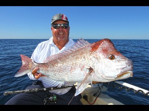 Double Island Point Snapper and AJ's | Fishing With Scotto