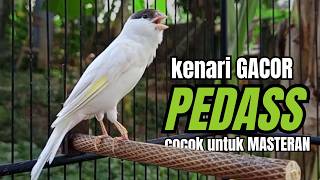 Download lagu Masteran KENARI GACOR ngeroll panjang,Cuit Cuit Emosi AMPUH bikin kenari nyaut ,Masteran MURAI BATU mp3