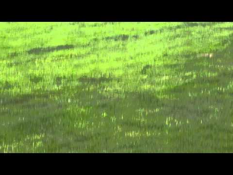 TSV Bad Blankenburg : Post SV Gera   1: 0 Mazur