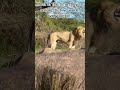 RARE Sighting Of Lions At The Disney Safari Disney Fyp