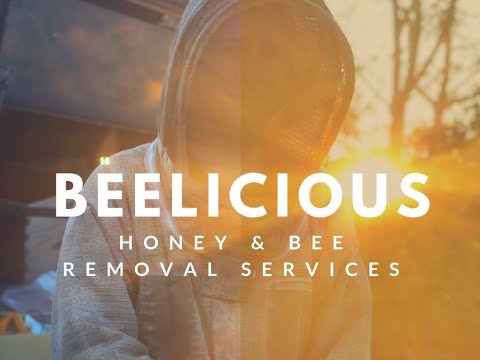 Beelicious live honey bee removal