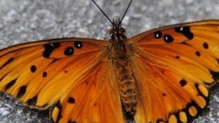 How To Clear Your House From Moths
