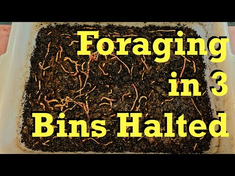 A snack for 3 systems that already began the foraging phase - worm farm vermicomposting