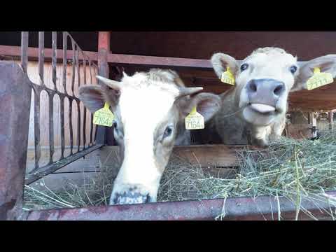 Egy nap az istállóban – ganézás a bikák alatt!