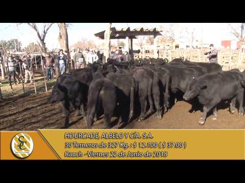 22-06-18 Venta de Machos - Hourcade, Albelo y Cía. S.A. - Rauch