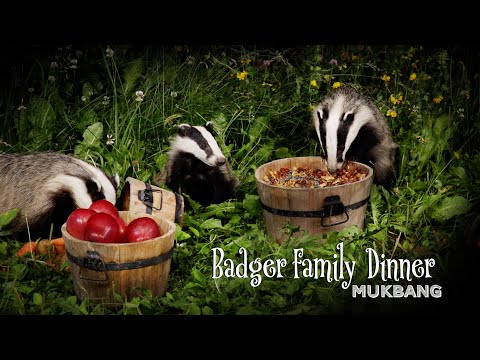 Badger Family Dinner | Rarely Heard Badger Sounds | ASMR ( 4K, 1 Hour )
