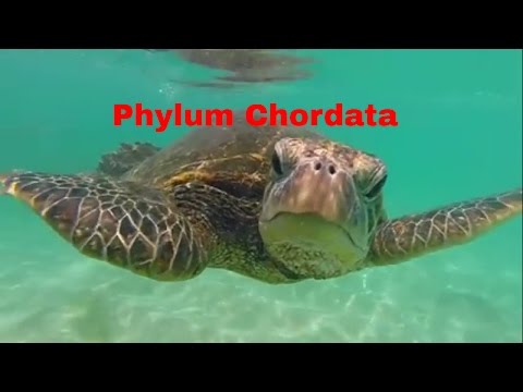 Phylum Chordata-Which animals belong?