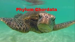 Phylum Chordata-Which animals belong?
