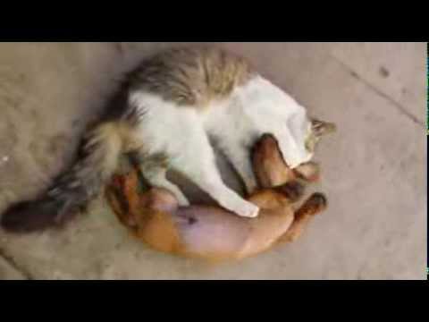 Gato juega con perro (Don Travis vs Don Popo)