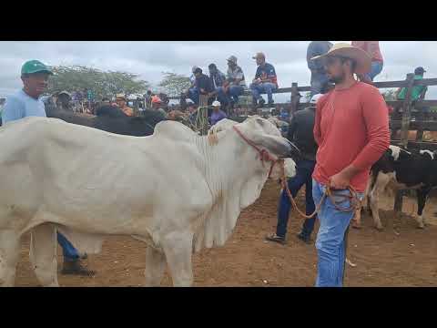 FEIRA DE ANIMAIS DE TABIRA PERNAMBUCO 