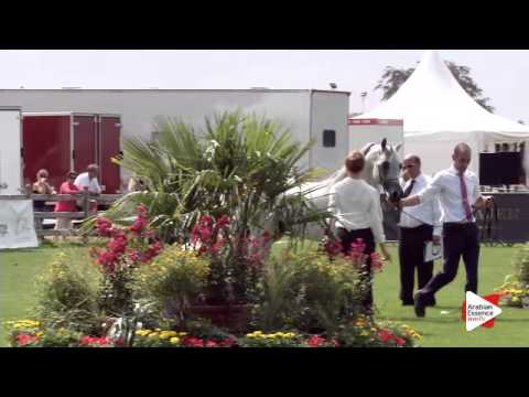 N.84 PA PASCHAL - Chantilly 2015 AWC - Stallions 7 years old and above (Class 10)