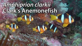Clark&#39;s Anemonefish (Amphiprion clarkii) Stock Footage - HDV 1080-50i