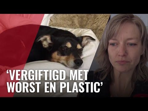 Tessa's honden mogelijk vergiftigd bij Erasmuspark