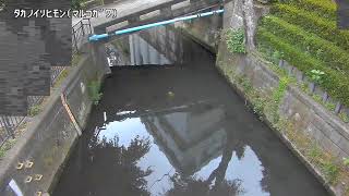 鷹の圦樋門映像監視局