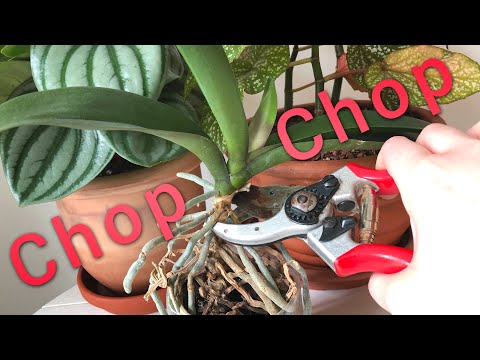 Extreme Phalaenopsis Stem Shortening - Promoting Keikis - Long Term Results