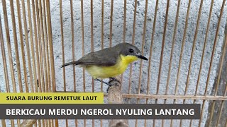 Download lagu SUARA BURCIL INI SERING BIKIN PENASARAN ‼ Burung Remetuk Laut Nyiul Nyuling GACOR mp3